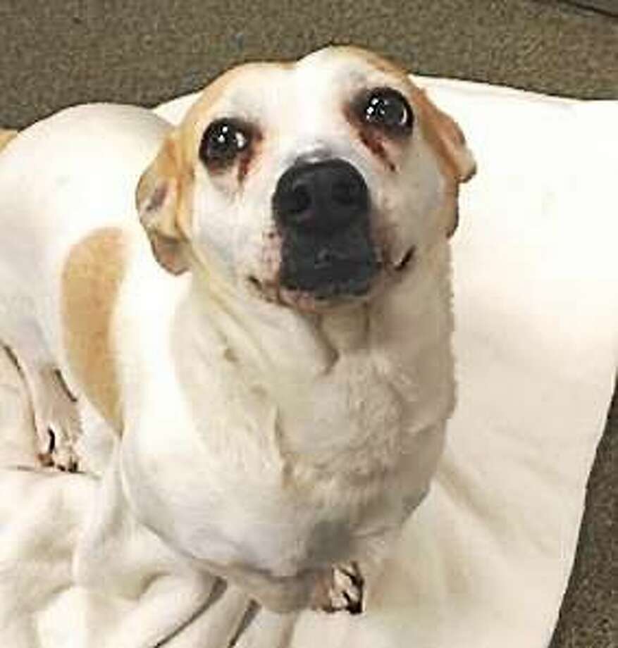 basset hound x jack russell