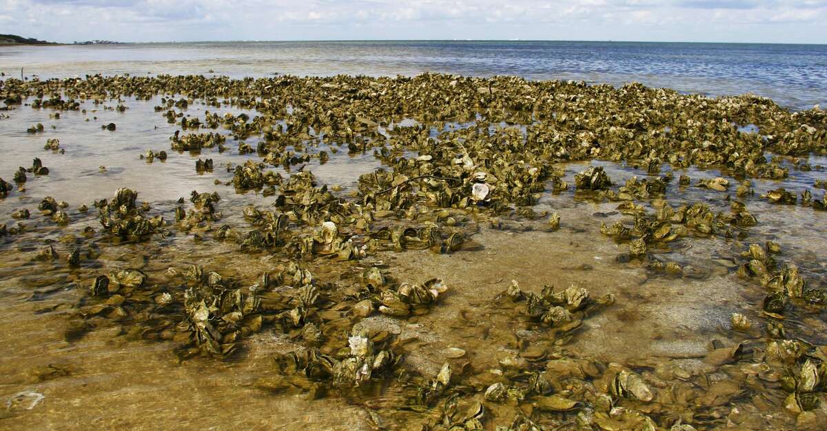 Intertidal oyster reefs, which provide crucial marine habitat and help protect bay shores from storm surges, will be off limits to commercial and recreational harvest under a package of regulation changes aimed at protecting and enhancing Texas' beleaguered oyster stocks.