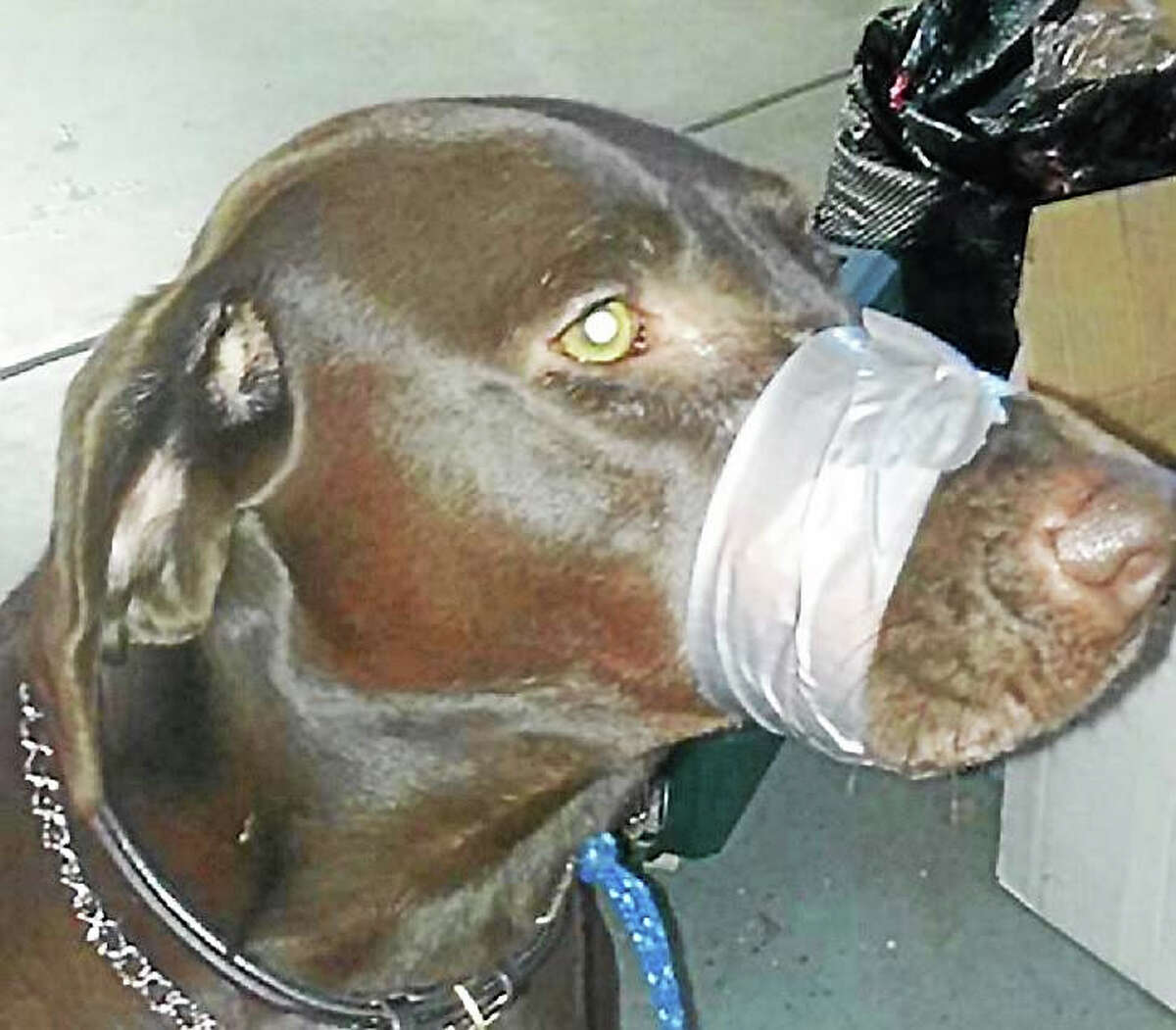 This is the photo of a dog with tape on its muzzle that sparked a social media controversy over the Thanksgiving weekend. The woman who allegedly posted the photo, Katharine Lamansky, 45, was arrested in North Carolina.