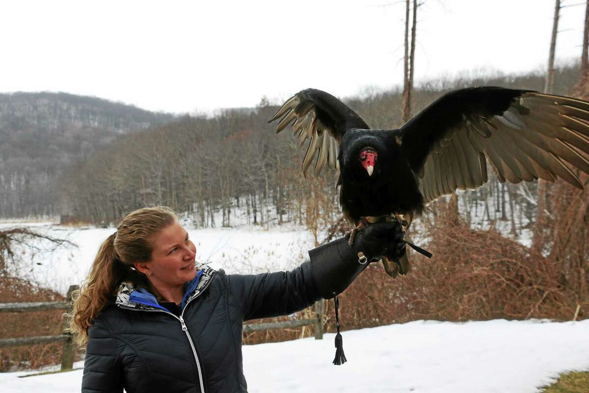 Erin O’Connell with Norabo, one of 17 non-releasable birds of prey that live permanently at Sharon Audubon Center.