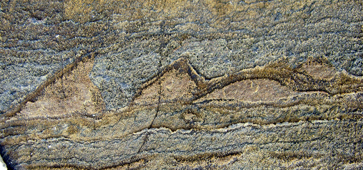 In this photo provided by Allen Nutman, a rock with the stromatolites, tiny layered structures from 3.7 billion years ago that are remnants from a community of microbes that used to be live there. Scientists have found what they think is the oldest fossil on Earth, a remnant of life from 3.7 billion years ago when Earth’Äôs skies were orange and its oceans green. In a newly melted part of Greenland, Australian scientists found the leftover structure from a community of microbes that lived on an ancient seafloor, according to a study in Wednesday, Aug. 31, 2016, journal Nature.