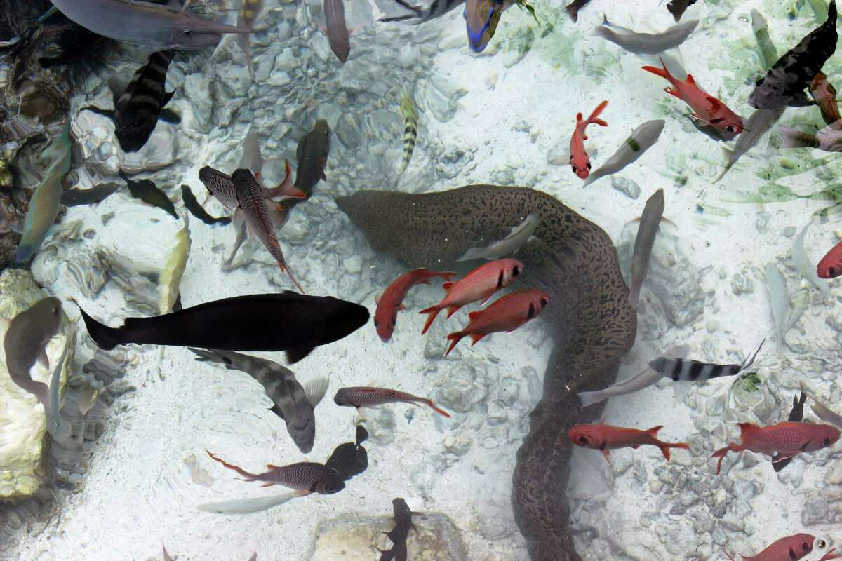 In this Nov. 3, 2015 photo, a moray eel and a variety of fish are pictured at the Turtle Center at Le Meridien resort in Bora Bora. Bora Bora offers celebrity-style seclusion and has been a vacation destination for the likes of Justin Bieber, Jennifer Aniston and Usain Bolt. It’s located 160 miles from Tahiti with a balmy and relatively consistent temperature of 80 degrees Fahrenheit.