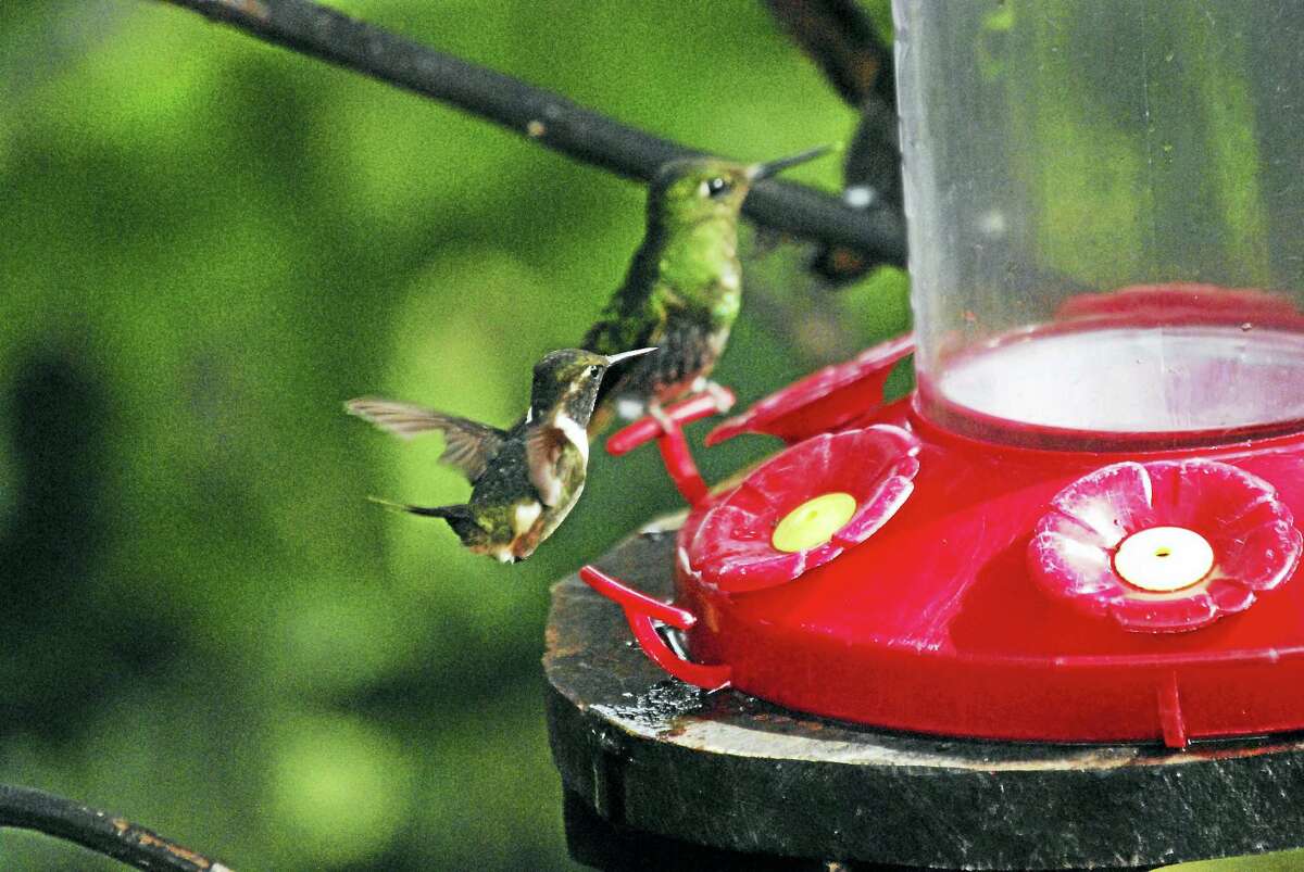 Hummingbirds at a feeder. (Courtesy of Matthew Jones)