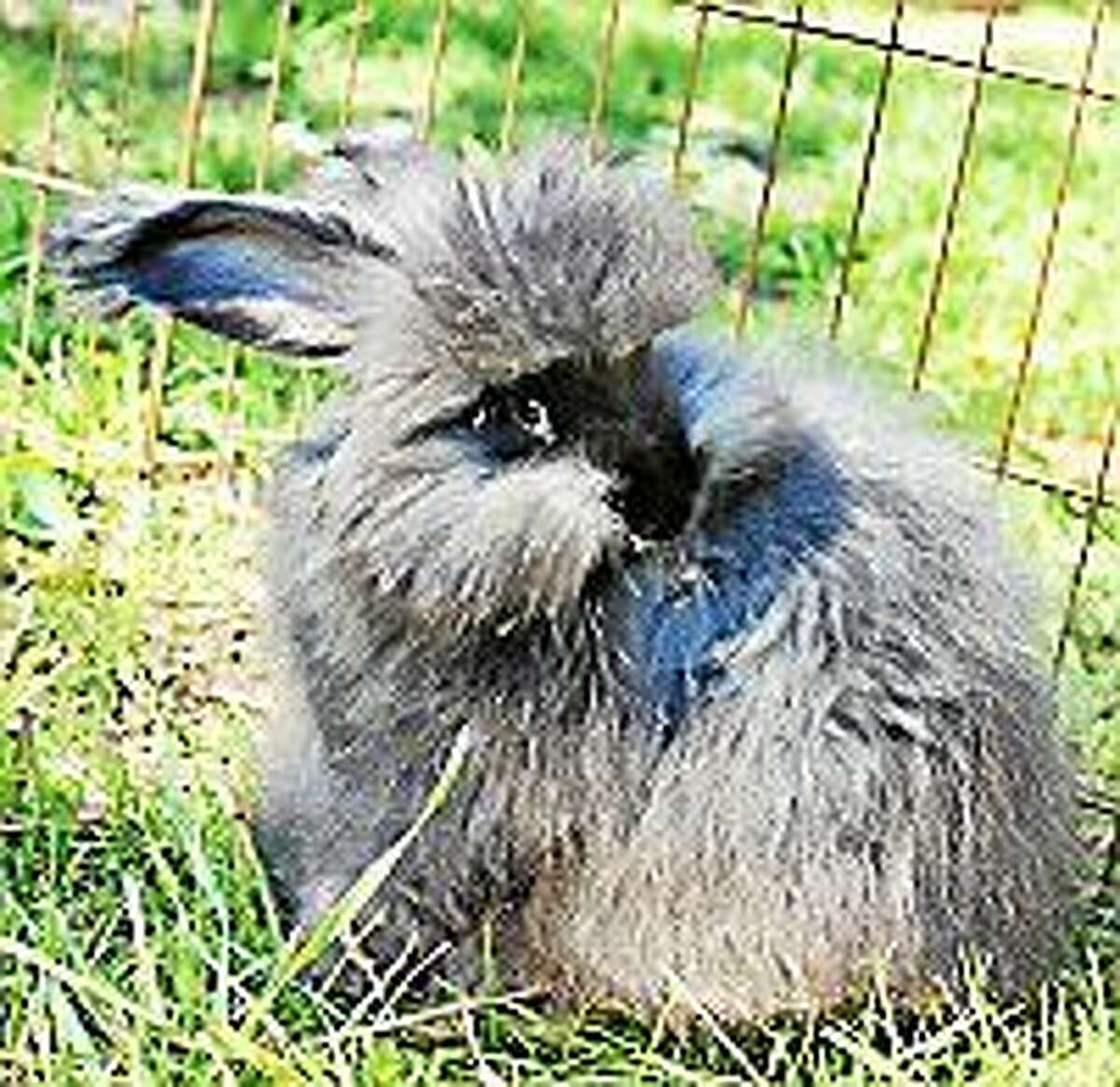 Contributed photo Easter bunnies will be making their appearance at In Sheep’s Clothing, this Saturday, April 4, from 10 a.m.-2 p.m. McKayla Ford, an agricultural student from Wamogo Regional High School, will bring some of the angora bunnies that she raises at home.