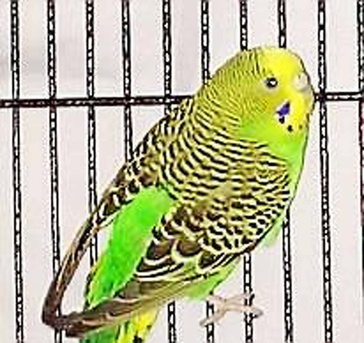 A little greenie There are six parakeets available in our bird booth at the Newington shelter ranging in age from 3 months to 2 years. They are a beautiful array of light green, yellow and aqua bringing tropical lushness right to your fingertips. Get to know our little warm-footed friends and bring a little sunshine and song into your home today. Inquiries for adoption should be made at the Connecticut Humane Society located at 701 Russell Road in Newington or by calling (860) 594-4500 or toll free at 1-800-452-0114.