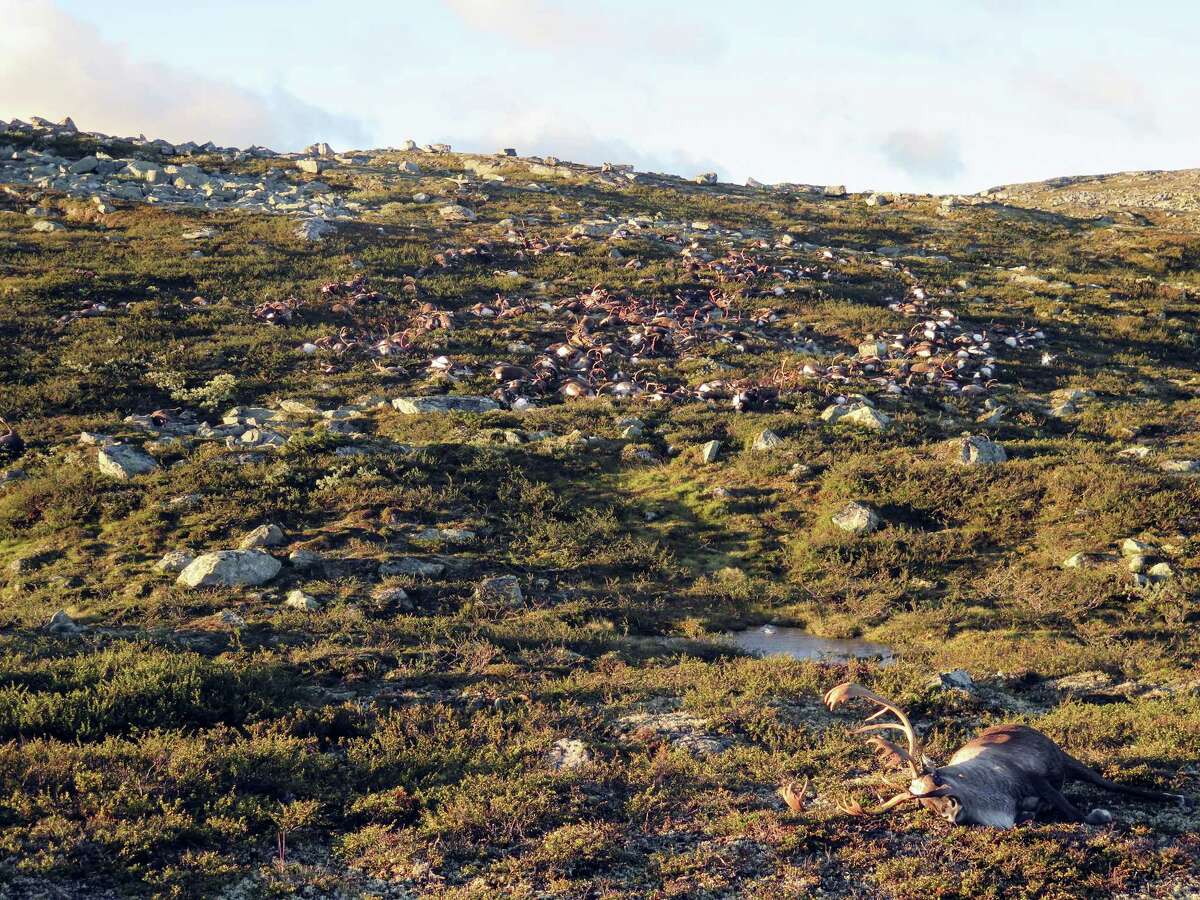 This image made available by the Norwegian Environment Agency on Aug. 29, 2016 shows some of the more than 300 wild reindeer that were killed by lighting in Hardangervidda, central Norway on Friday Aug. 26, 2016, in what wildlife officials say was a highly unusual massacre by nature.