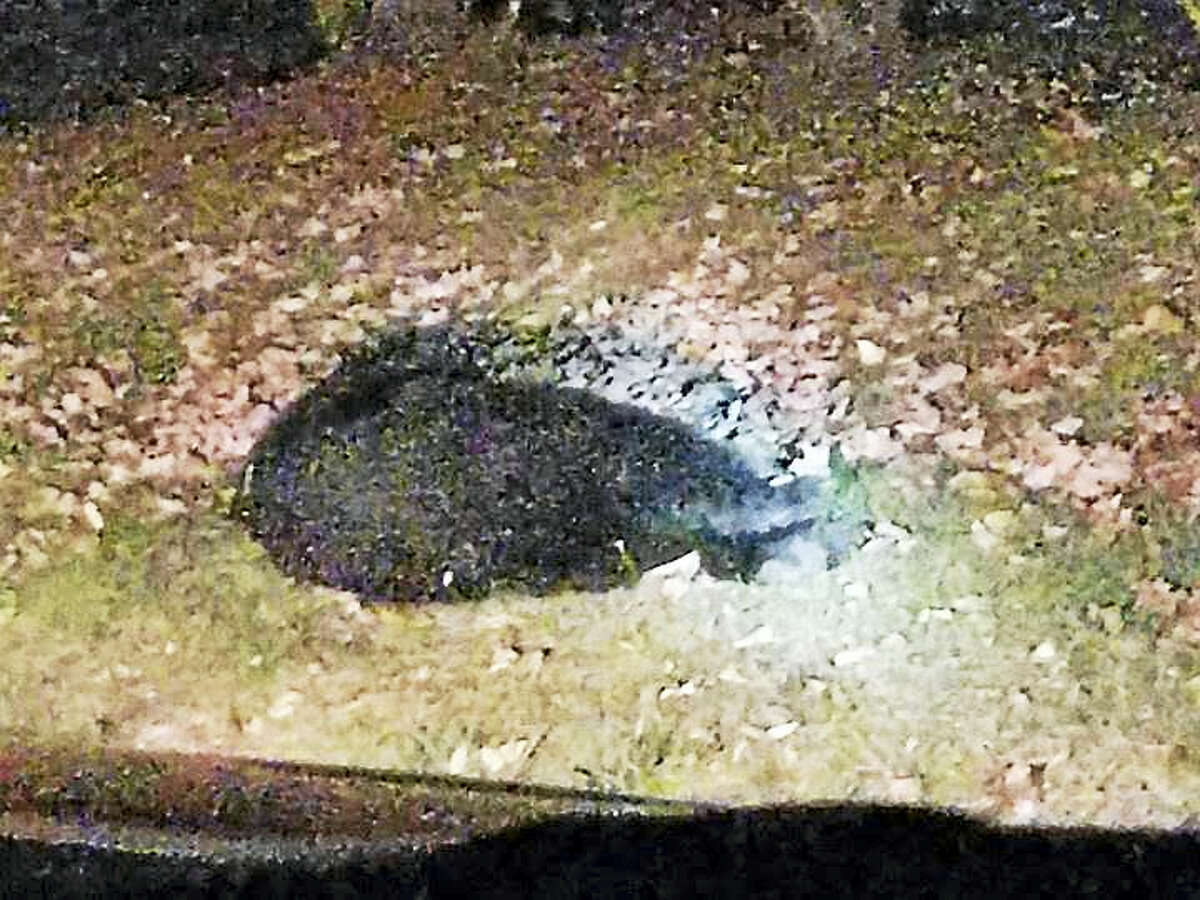A momma bear hit by a car Thursday night