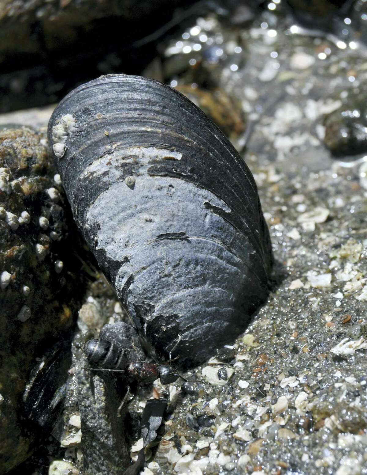 In this 2014 photo provided by the University of California, Irvine, a blue mussel clings to a rock at Mount Desert Island, on the Maine coast. A 2016 scientific study said the mussels, which are beloved by seafood fans, have declined dramatically in the Gulf of Maine.