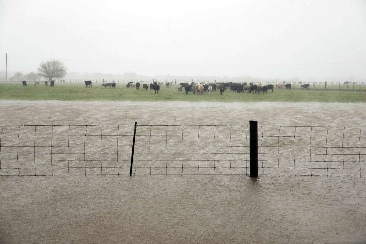 Cattle find themselves getting stranded in a pasture north of Cuero while rain continues as Hurricane Harvey hits the countryside east of San Antonio on August 26, 2017.