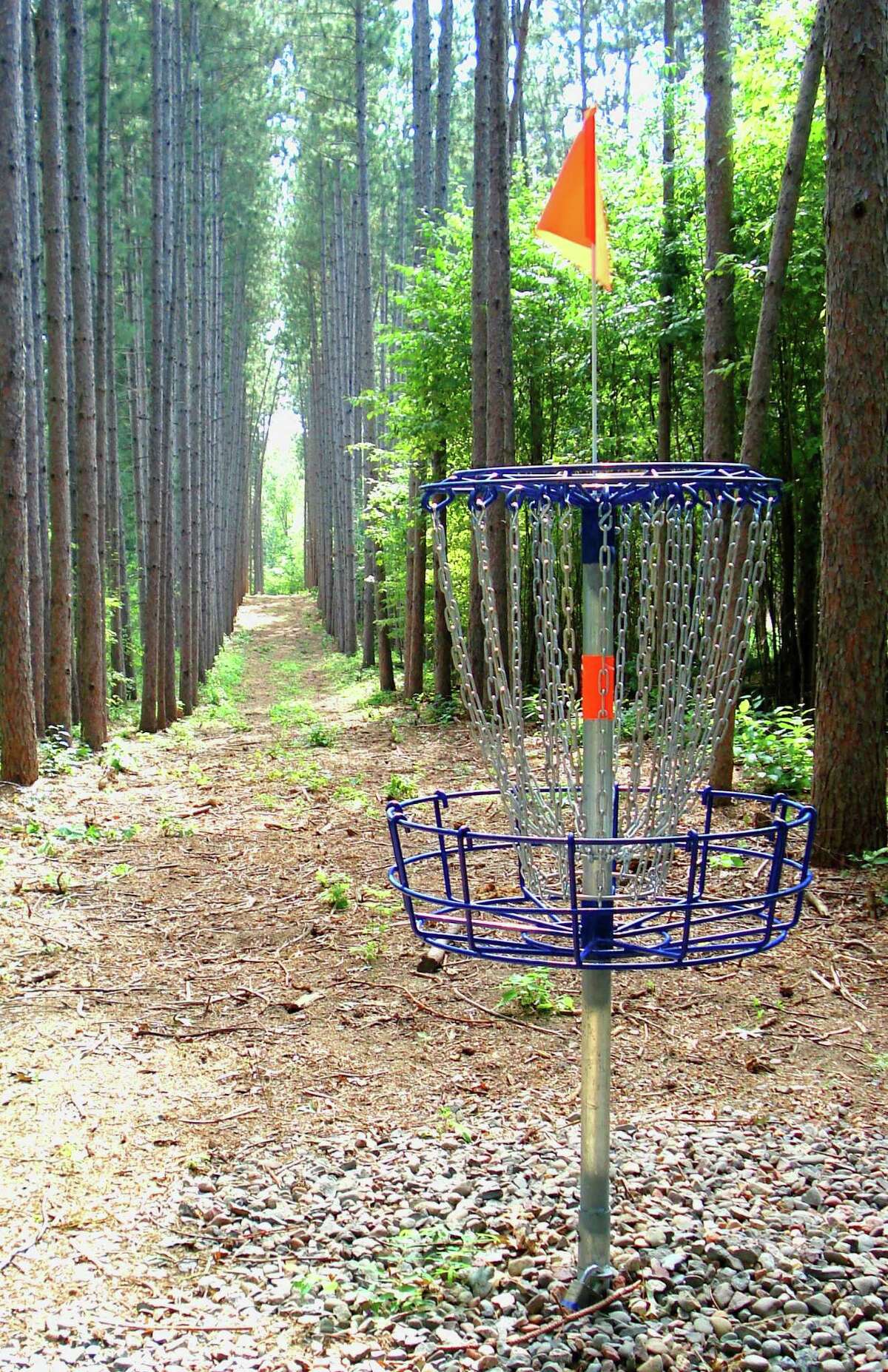 Disc golf course coming to Alvord Park after timber harvest