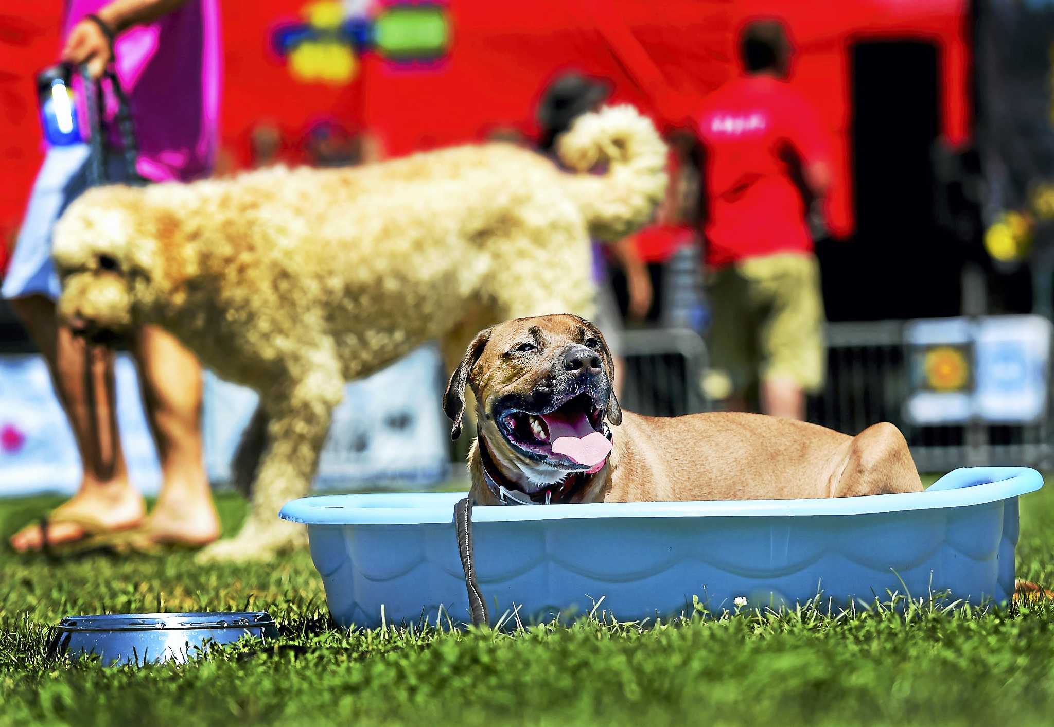 Here's how to keep your pets safe as CT deals with dangerous heat