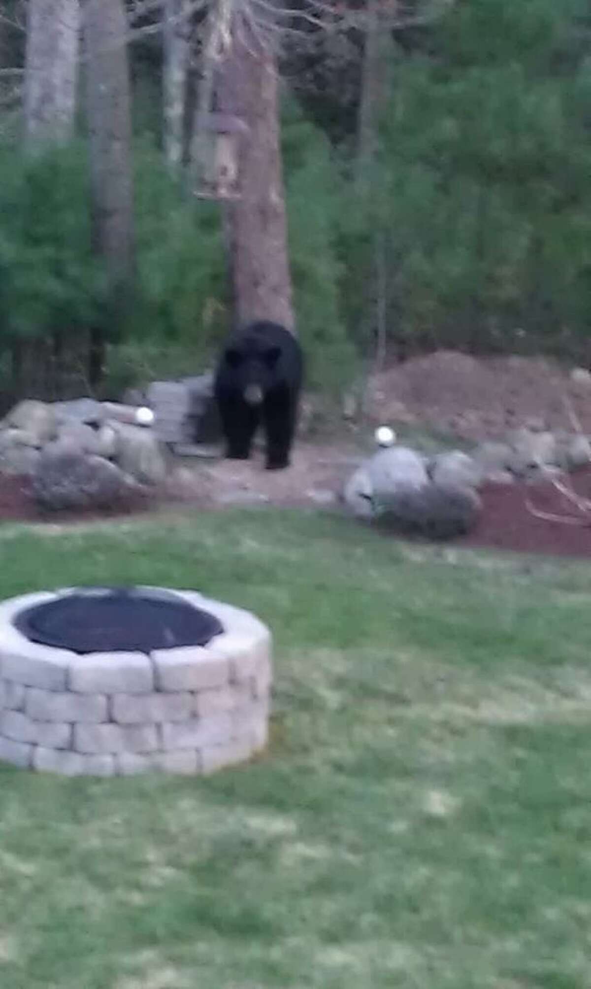 A bear bites Litchfield man and dog in latest CT wildlife incident