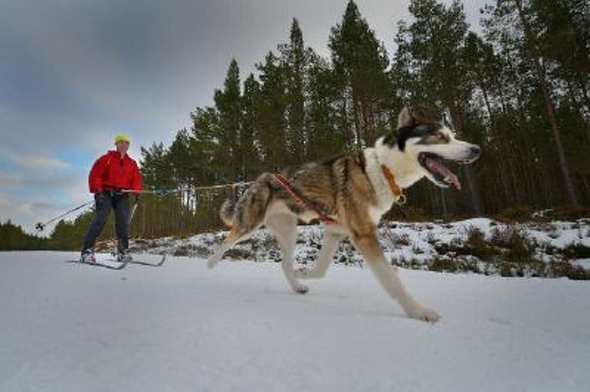 Tim Suggars skies behind a husky during practice for the Aviemore Sled Dog Rally on January 23, 2013 in Feshiebridge, Scotland. Huskies and sledders prepare ahead of the Siberian Husky Club of Great Britain 30th anniversary race taking place this weekend near Aviemore.