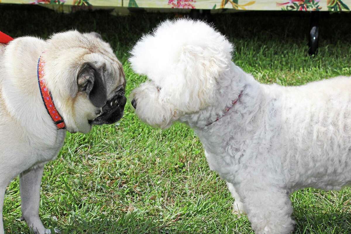 Submitted photo - Bellamy-Ferriday House & Garden The Bellamy-Ferriday House & Garden will its 13th annual dog show Saturday in Bethlehem.