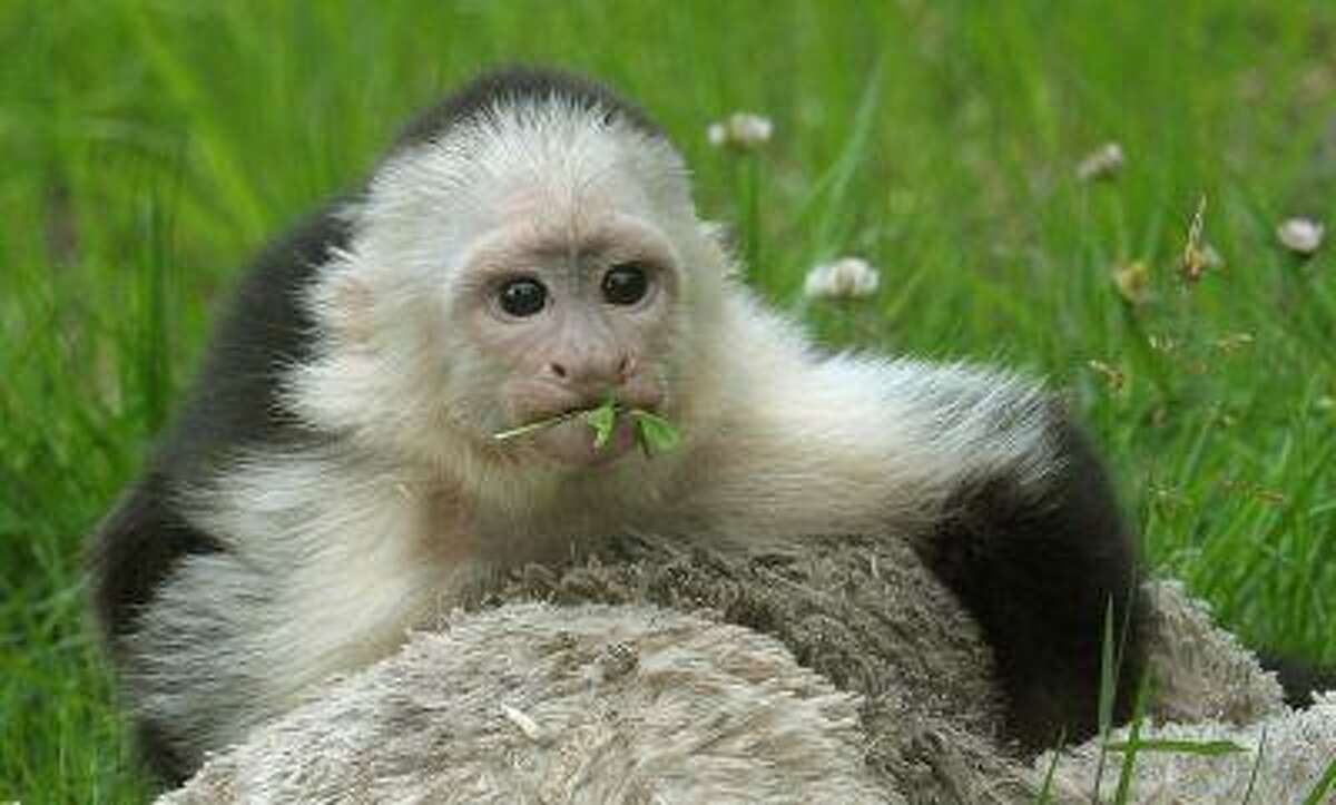 White headed capuchin monkey Mally sits in the new monkey open-air enclosure at Serengeti Park near Hodenhagen, Germany, Wednesday June 26, 2013. Mally the monkey, Canadian pop singer Justin Bieber's former pet, has emerged from quarantine at his new German home three months after his then-owner brought him to the country. The 27-week-old capuchin monkey moved Wednesday into a new enclosure at the Serengeti Park in Hodenhagen, in northern Germany. (AP Photo/dpa,Holger Hollemann)