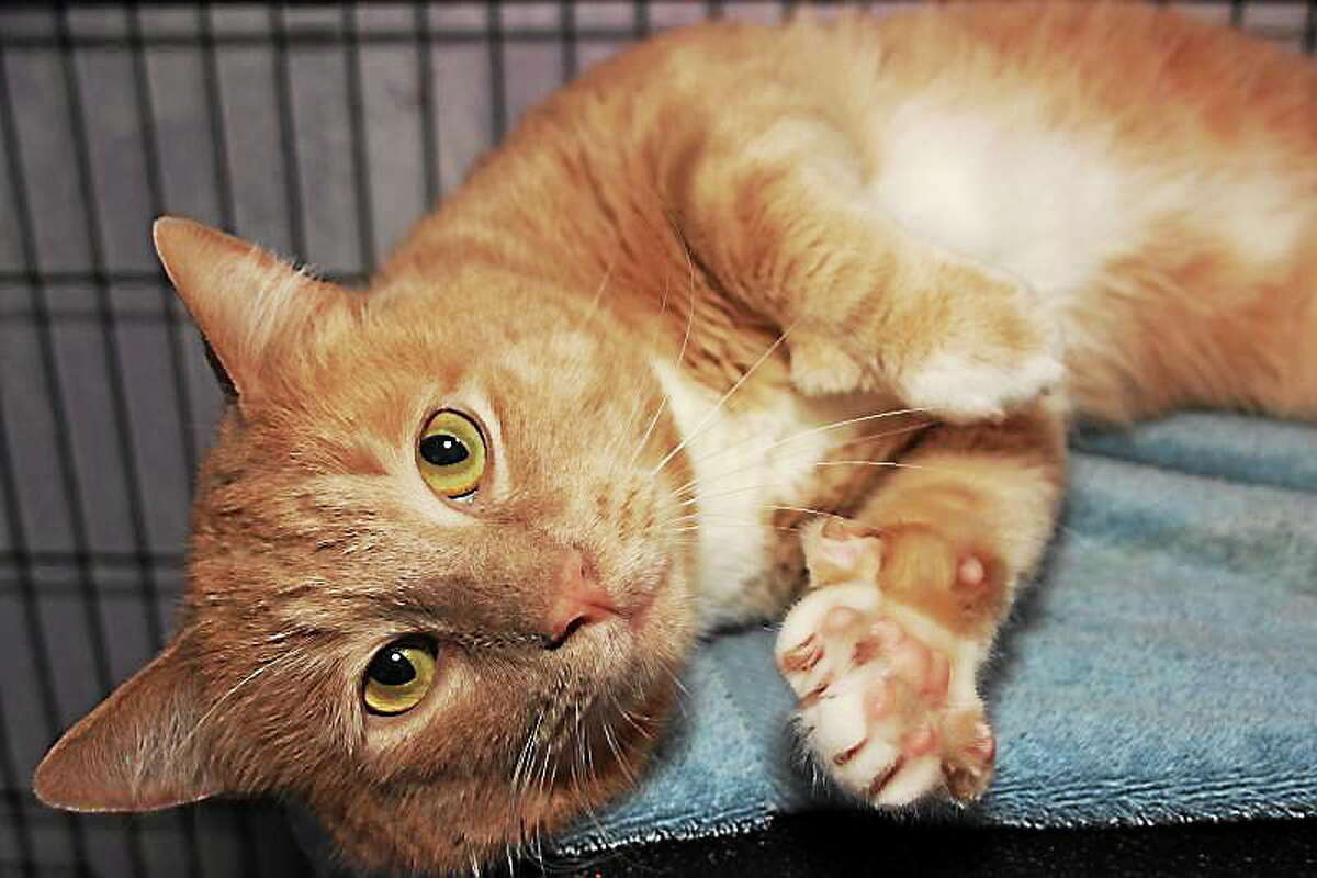 Perdido Perdido is very sweet and incredibly handsome. He loves to be petted and will purr loudly and roll around with joy. Please come visit this lovable boy at our adoption center in Granby. Reach Maryís Kitty Korner at 860-379-4141 or 413-297-0537 or visit maryskittykorner.org. Or email marys.kitty.korner@sbcglobal.net. We remind interested persons that the pets pictured may already have been adopted.