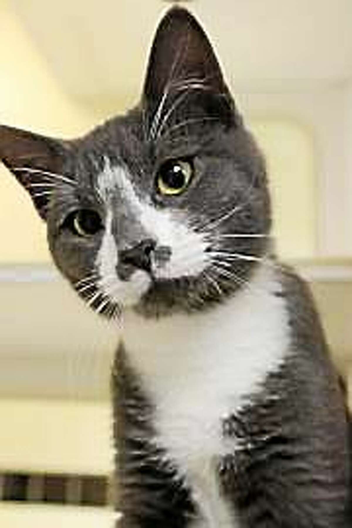 LEO Look at the jack-o-lantern nose this guy has! With beautiful markings, and soft grey and white fur, Leo is going to be a wonderful, devoted friend. Leo is 1 year old, altered, and fully vetted including shots. Come to visit and sign up to visit with Leo and see if this little guy steals your heart. Donít forget, we have winter ahead, and there is nothing like coming in to a friendís greeting! Leo is in Newington. Inquiries for adoption should be made at the Connecticut Humane Society located at 701 Russell Road in Newington or by calling 860-594-4500 or toll free at 800-452-0114. The Connecticut Humane Society is a private organization with branch shelters in Waterford, Westport and a cat adoption center in the PetSMART store in New London. The Connecticut Humane Society is not affiliated with any other animal welfare organizations on the national, regional or local level.
