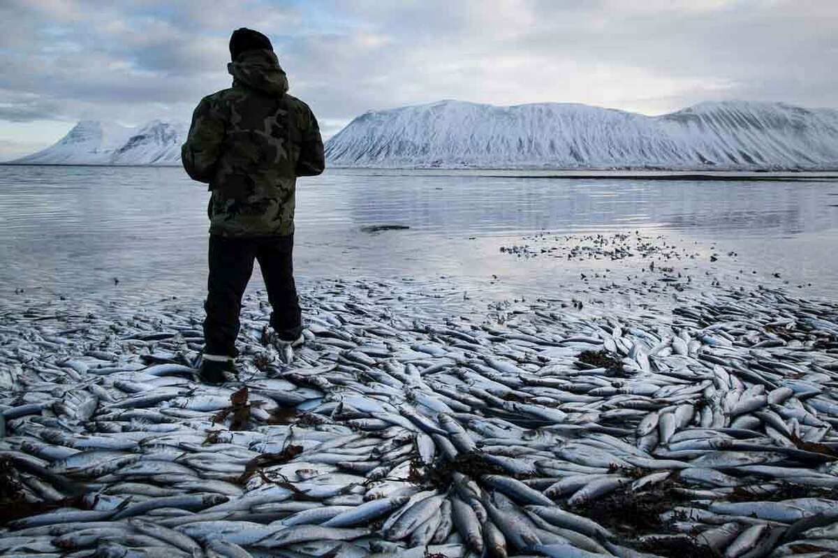 Herring worth billions in exports are seen floating dead Tuesday Feb. 5 2013 in Kolgrafafjordur, a small fjord on the northern part of Snaefellsnes peninsula, west Iceland, for the second time in two months. Between 25,000 and 30,000 tons of herring died in December and more now, due to lack of oxygen in the fjord thought to have been caused by a landfill and bridge constructed across the fjord in December 2004. The current export value of the estimated 10,000 tons of herring amounts to ISK 1.25 billion ($ 9.8 million, euro 7.2 million), according to Morgunbladid newspaper. (AP Photo/Brynjar Gauti)