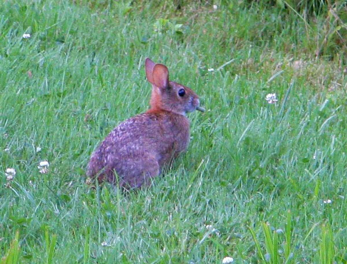 A New England cottontail