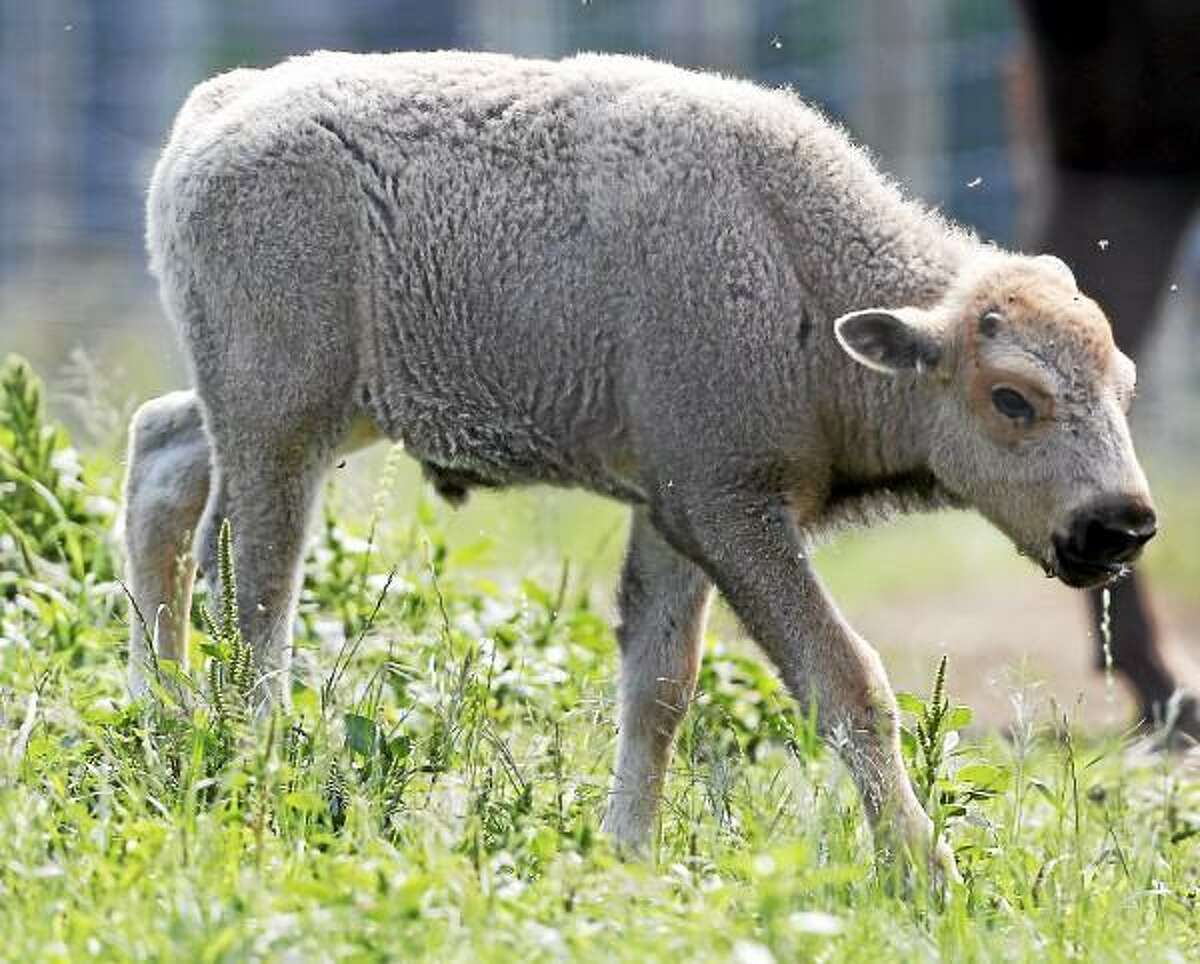 FILE - In this July 18, 2012 file photo, a white bison calf walks in a field at the Mohawk Bison farm in Goshen, Conn. As his one-year birthday approaches on June 16, 2013, the white bison's coat has now turned brown. (AP Photo/Mike Groll, File)
