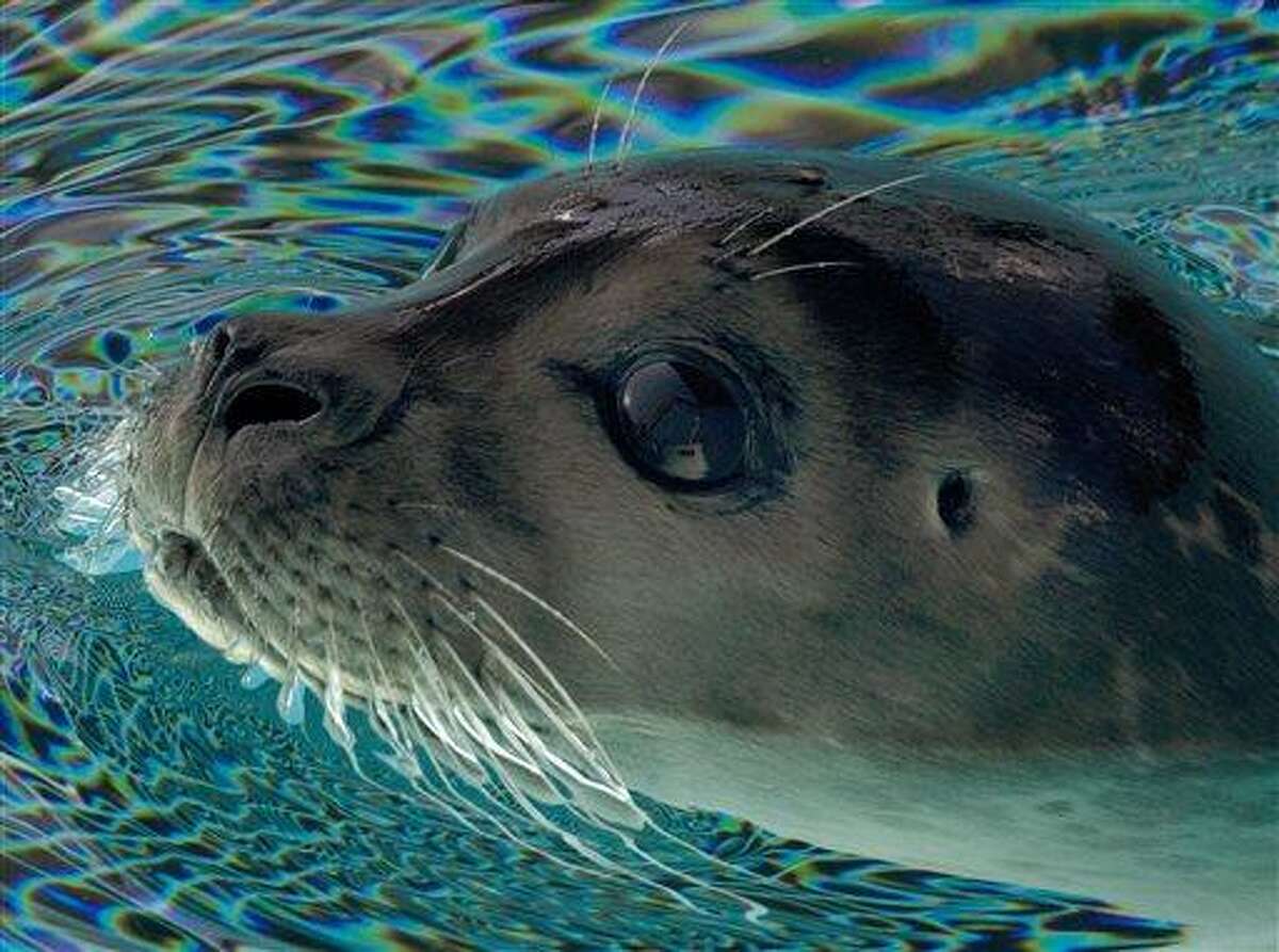 Mystic Aquarium’s Tik Tok account has gone viral