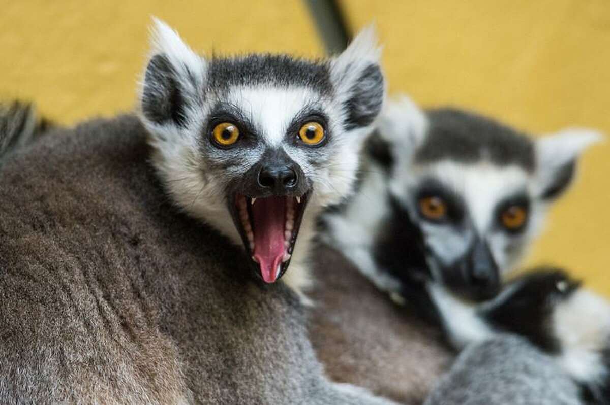 A ring-tailed lemur at the Tierpark zoo in Straubing, southern Germany on March 25, 2013. AFP PHOTO / ARMIN WEIGEL