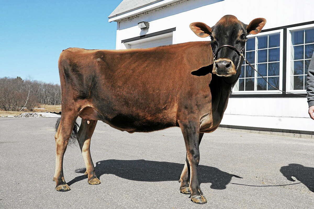 Karlie, a 3-year-old Jersey cow owned by Arethusa Farms in Litchfield.