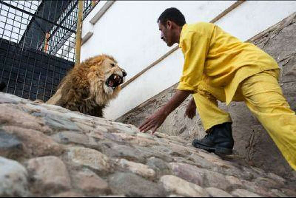A lion keeper at the Sana'a Zoo in Yemen's capital approaches one of the facility's 20 lions. Underpaid, one of the lion keepers is said to accept bribes to allow visitors to enter the cage. (Juan Herrero/GlobalPost)