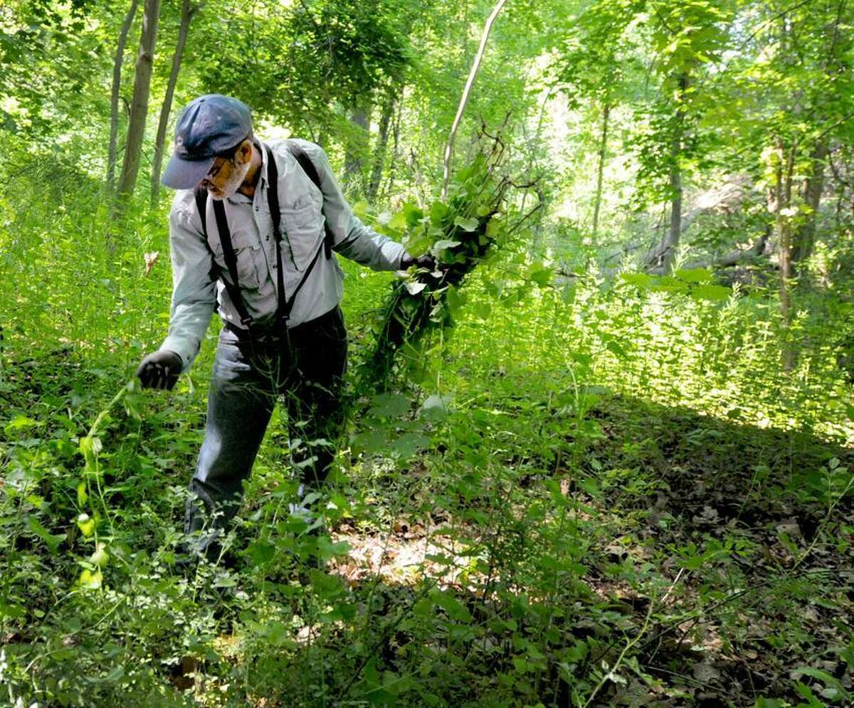 Steve Spector of Milford pulls out Garlic Mustard plant near the Eli Whitney Museum in Hamden Saturday, June 1, 2013. The Garlic Mustard plant dominates forest floors that shades out native wildflowers and tree saplings; damages native insect populations, killing larvae before they reach maturation; and inhibits mychorrizal activity, critical for nutrient and water uptake in native plants. Photo by Peter Hvizdak / New Haven Register