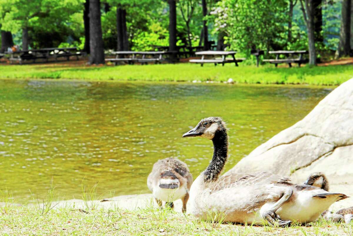 A goose sits near a picnic area at Burr Park State Pond Wednesday in Torrington. The park’s beaches were closed due to high levels of bacteria.