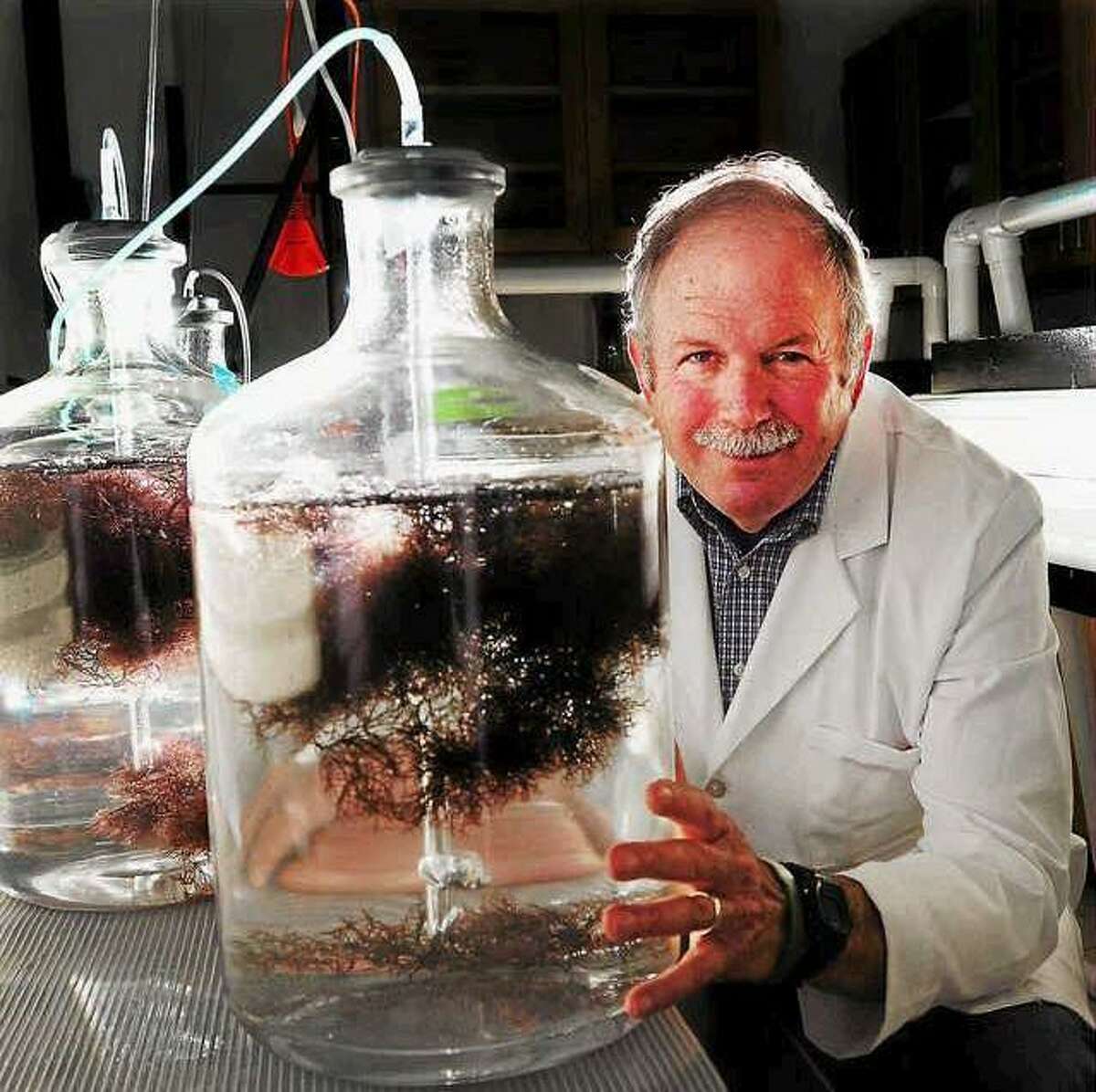 Charles Yarish, a world expert in aquaculture cultivated seaweed, sits in a seaweed nursery lab with a summer crop of the red seaweed Gracilaria at the Ecology Evolutionary Biology and Marine Sciences department at the University of Connecticut Stamford, Connecticut Branch Wednesday July 10, 2013. Yarish has been involved in research on ways to grow kelp and other seaweed as commercially available sea vegetable crops. Peter Hvizdak -- Register