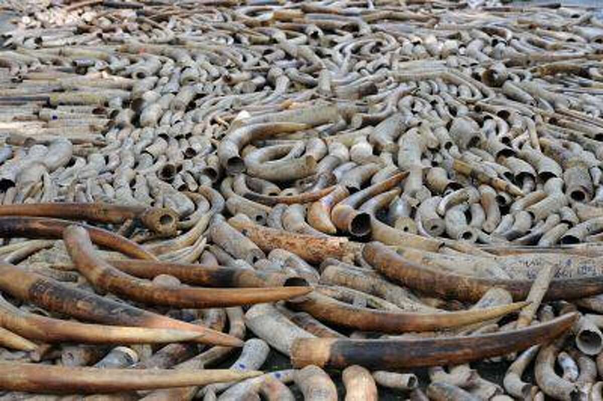 Elephant tusks are displayed before they are destroyed at a ceremony at the Philippines wildlife bureau compound in Manila on June 21, 2013.