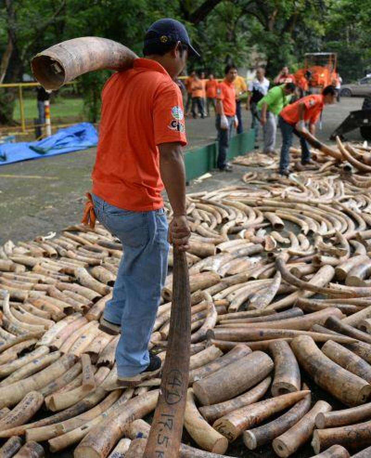 Personnel of the Philippines wildlife bureau carries elephant tusks for destroying at a ceremony in Manila on June 21, 2013. The Philippines began destroying five tonnes of elephant tusks on June 21 in a landmark event aimed at shedding its image as one of the world's worst hotspots for illegal African ivory trading.
