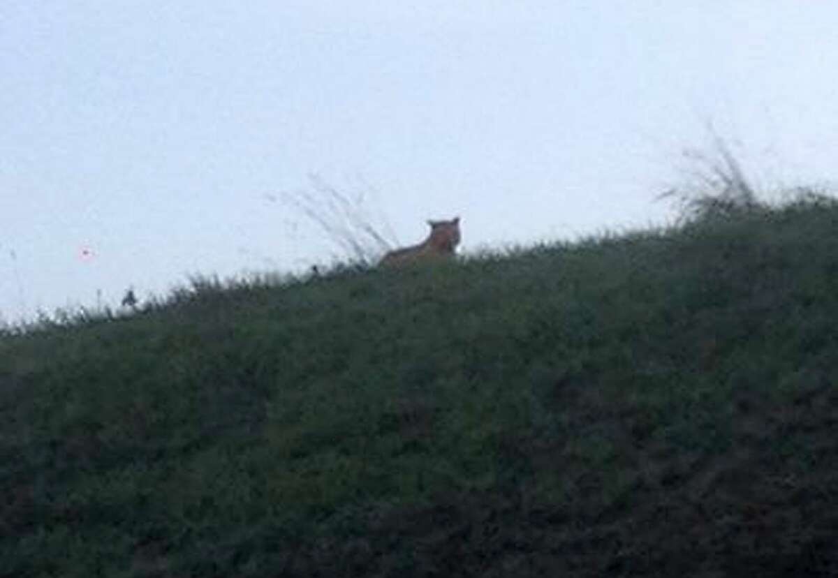 This photo provided by the town council of Montebrain, east of Paris, Thursday, Nov.13, 2014 shows what is described as a tiger. French authorities say a young tiger is on the loose near Disneyland Paris, one of Europe's top tourist destinations, and have urged residents in three towns to stay indoors. (AP Photo/Ville de Montebrain)