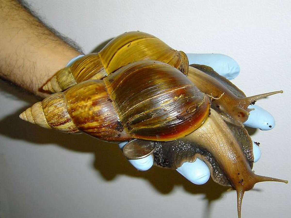This undated photo provided by Scott Burton shows a Giant African Land Snail. In an aggressive effort to keep an invasive snail species from making a permanent home in Florida, 78,000 giant African land snails have been captured in the past year, state agriculture officials said Wednesday. The infestation was discovered in September 2011. Officials hoped they could keep the snail from joining other exotic plant, fish and animal species that have found havens in the state. (AP Photo/Scott Burton)