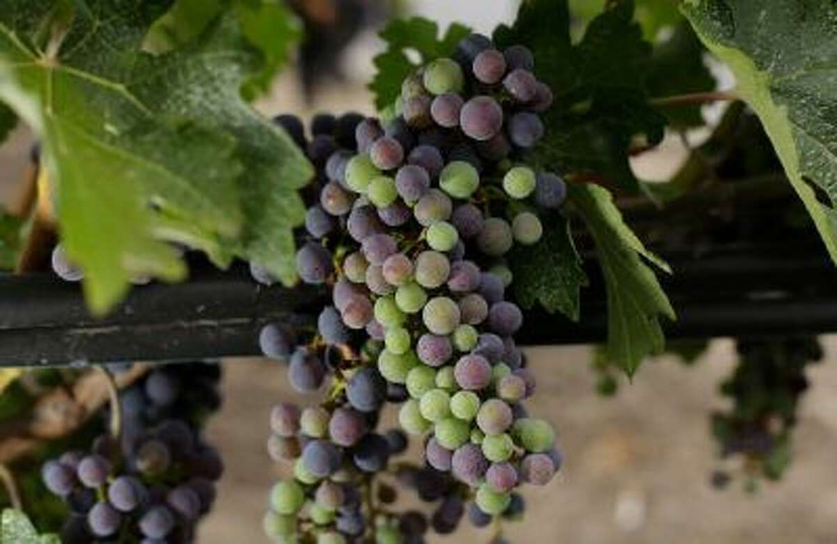 Ripening grapes in California's Napa Valey.