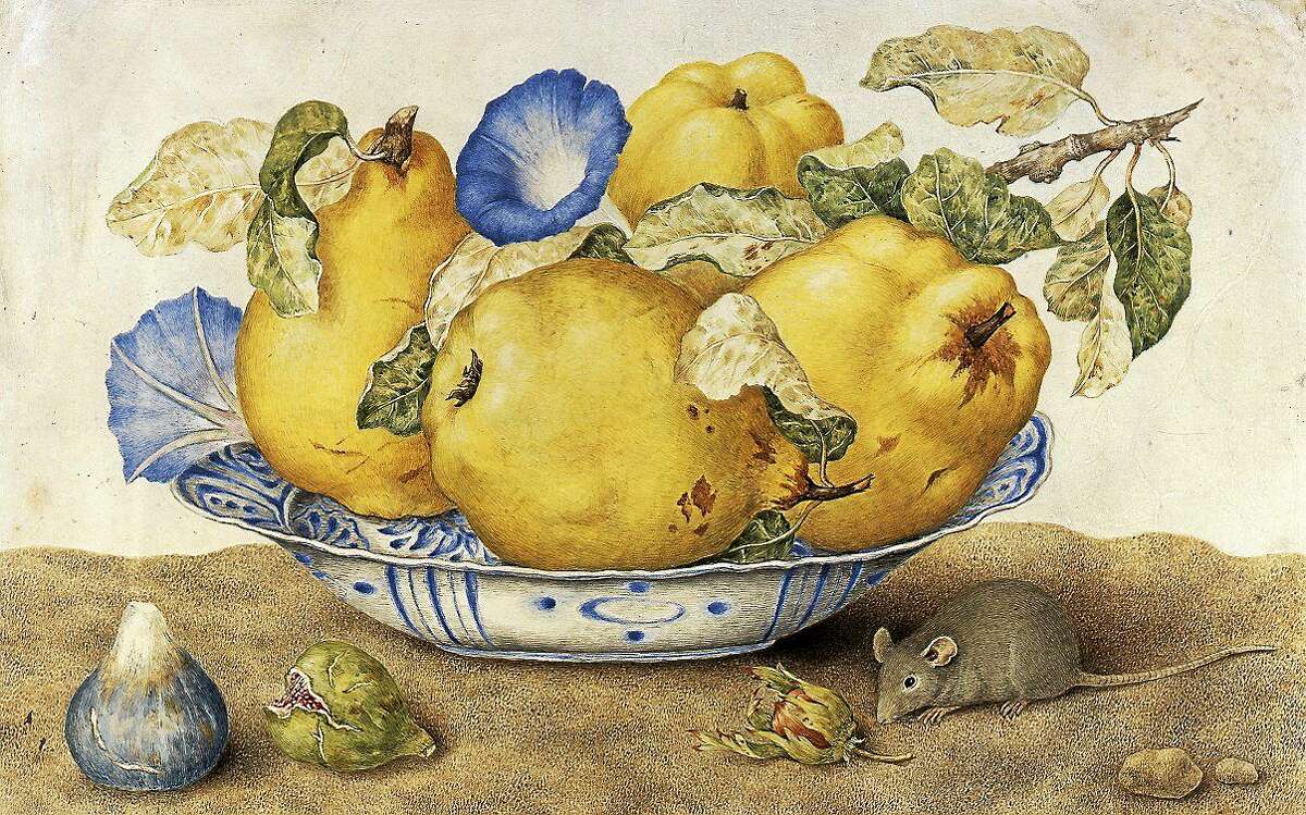 Giovanna Garzoni, Ceramic Bowl with Quinces, Morning Glories, Figs, Hazelnuts and a Mouse, tempera on parchment. Collection of Silvano Lodi, Campione D’Italia.