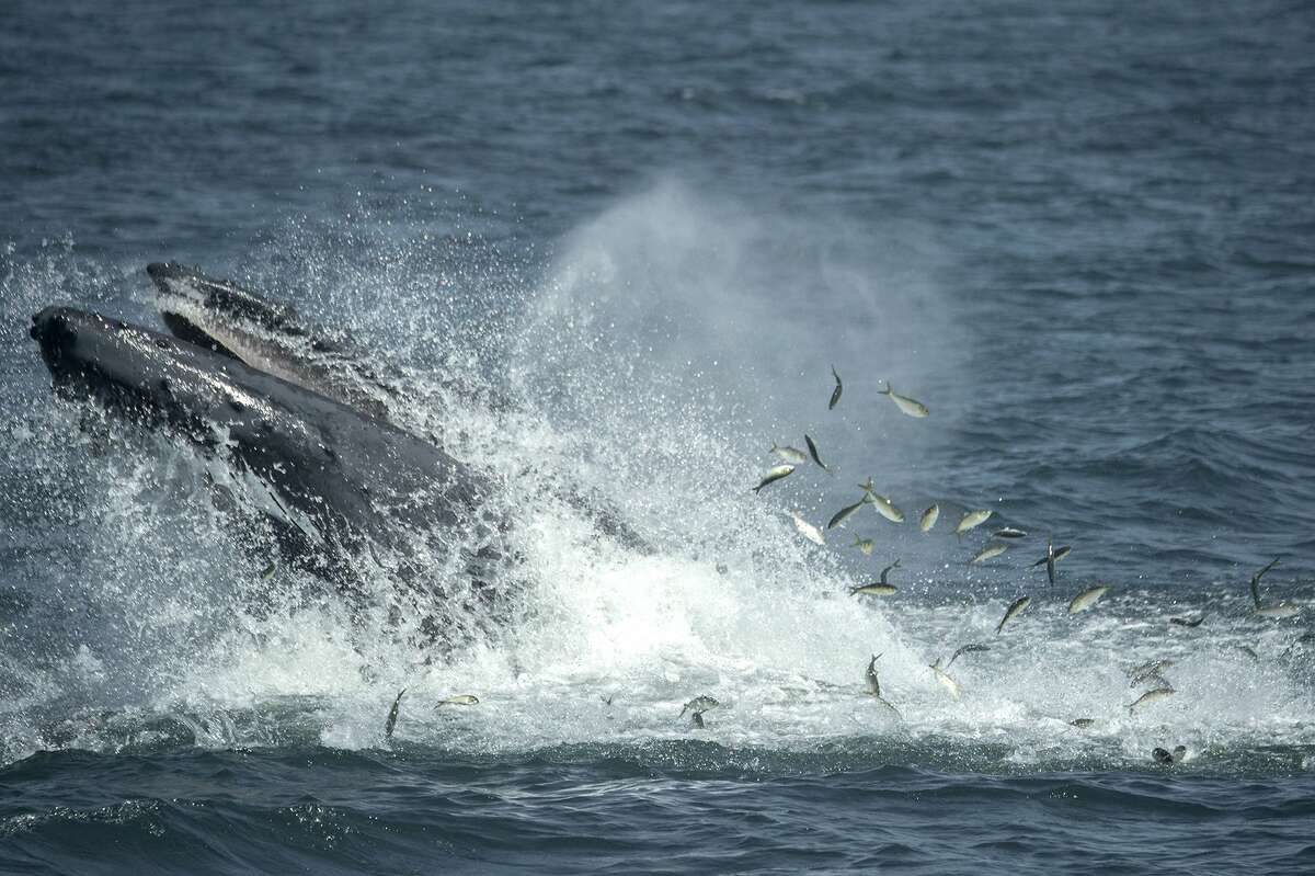 FILE - In this Aug. 28, 2014 file photo provided by the Wildlife Conservation Society, a humpback whale breaks the surface in the waters through a school of fish six miles off the coast of New York City. Naturalists aboard whale-watching boats have seen humpbacks in the Atlantic Ocean within a mile of the Rockaway peninsula, part of New York's borough of Queens. Humpback whales, the gigantic, endangered mammals known for their haunting underwater songs, were spotted 87 times from the boats in 2014. That's up from three sightings in 2011. (AP Photo/Wildlife Conservation Society, Julie Larsen Maher, File)