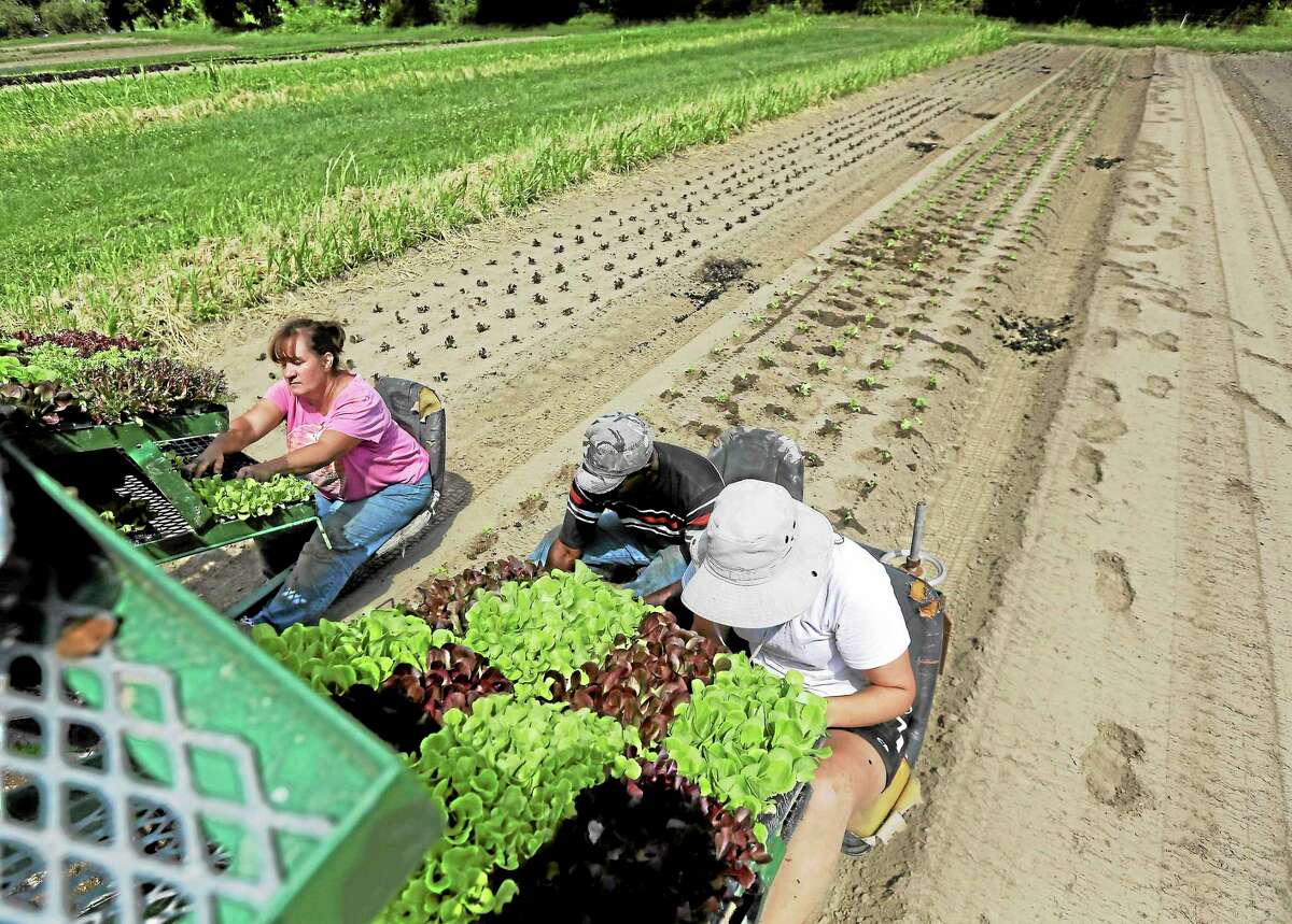 From left, Julie Gardner, Walter Cameron and Lauren Ross-Hixson transplant lettuce in a field at Denison Farm in Schaghticoke, N.Y. on Monday, Aug. 12, 2013. Justine and Brian Denison adhere to all the growing practices required for organic certification, but if they label their beans and tomatoes “organically grown,” they could face federal charges and $20,000 or more in fines.