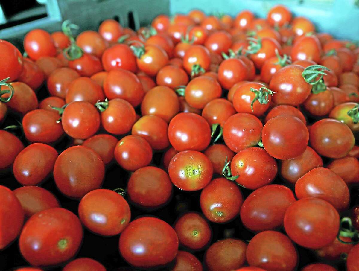 Fresh cherry tomatoes are stored in a barn at Denison Farm on Monday, Aug. 12, 2013, in Schaghticoke, N.Y.