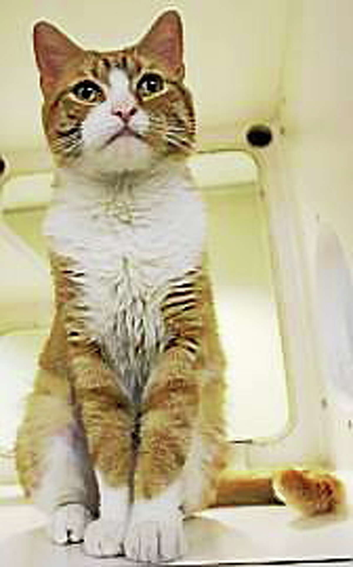 This cool cat is just waiting for his territory to strut around like Top Cat! Catarino is mature enough at 6 years old to be calm and disciplined, but still young enough to give your family years of devoted friendship. Come to the Newington shelter and see all of our furry felines - young and old, and a variety of colors and personalities. They are waiting for the right household to bring them home. Come and find your new friend. Remember, Connecticut Humane Society has no time limits for adoption. Inquiries for adoption should be made at the Connecticut Humane Society located at 701 Russell Road in Newington or by calling (860) 594-4500 or toll free at 1-800-452-0114. The Connecticut Humane Society is a private organization with branch shelters in Waterford, Westport and a cat adoption center in the PetSMART store in New London. The Connecticut Humane Society is not affiliated with any other animal welfare organizations on the national, regional or local level.