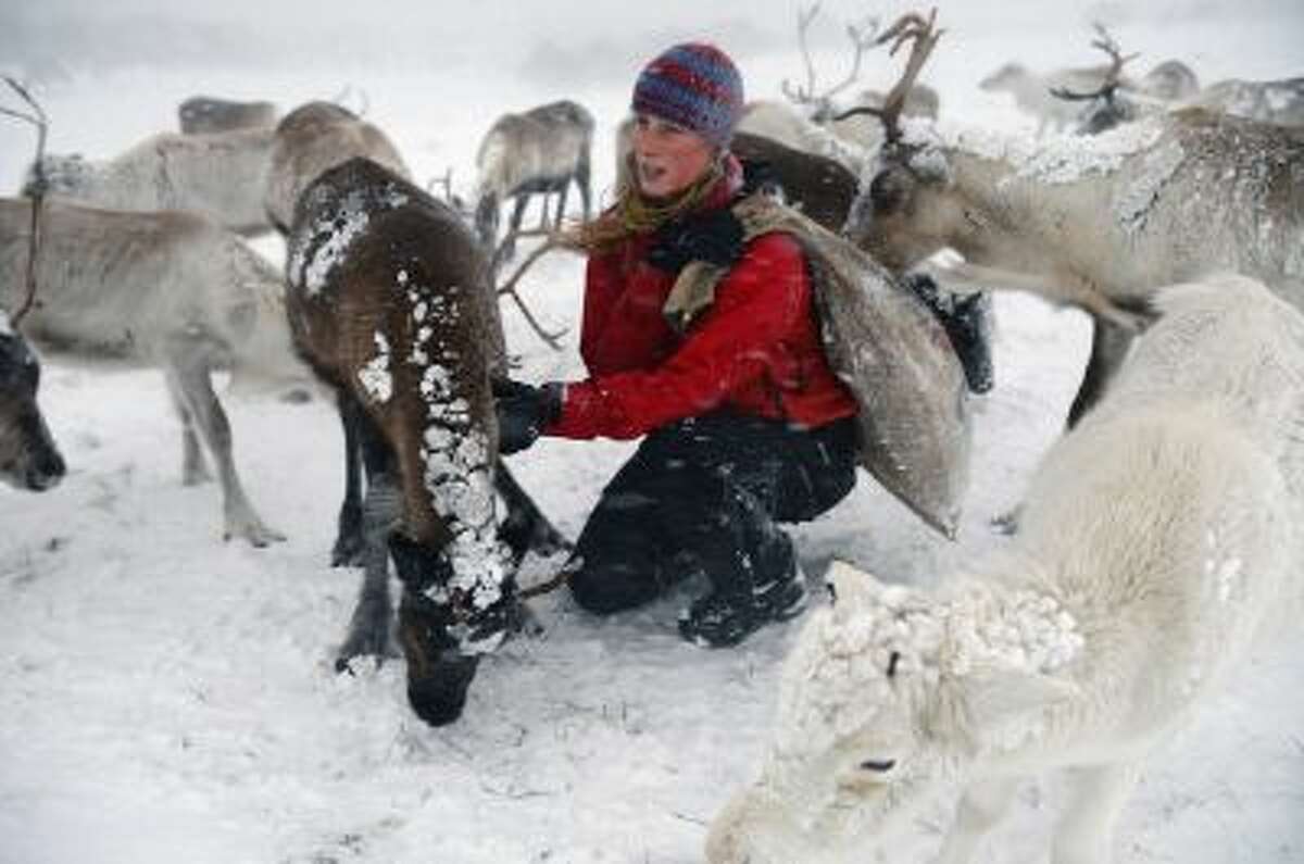 Eve Grayson, a Reindeer herder of the Cairngorm Reindeer Herd, feeds the deer on December 23, 2013 in Aviemore, Scotland.