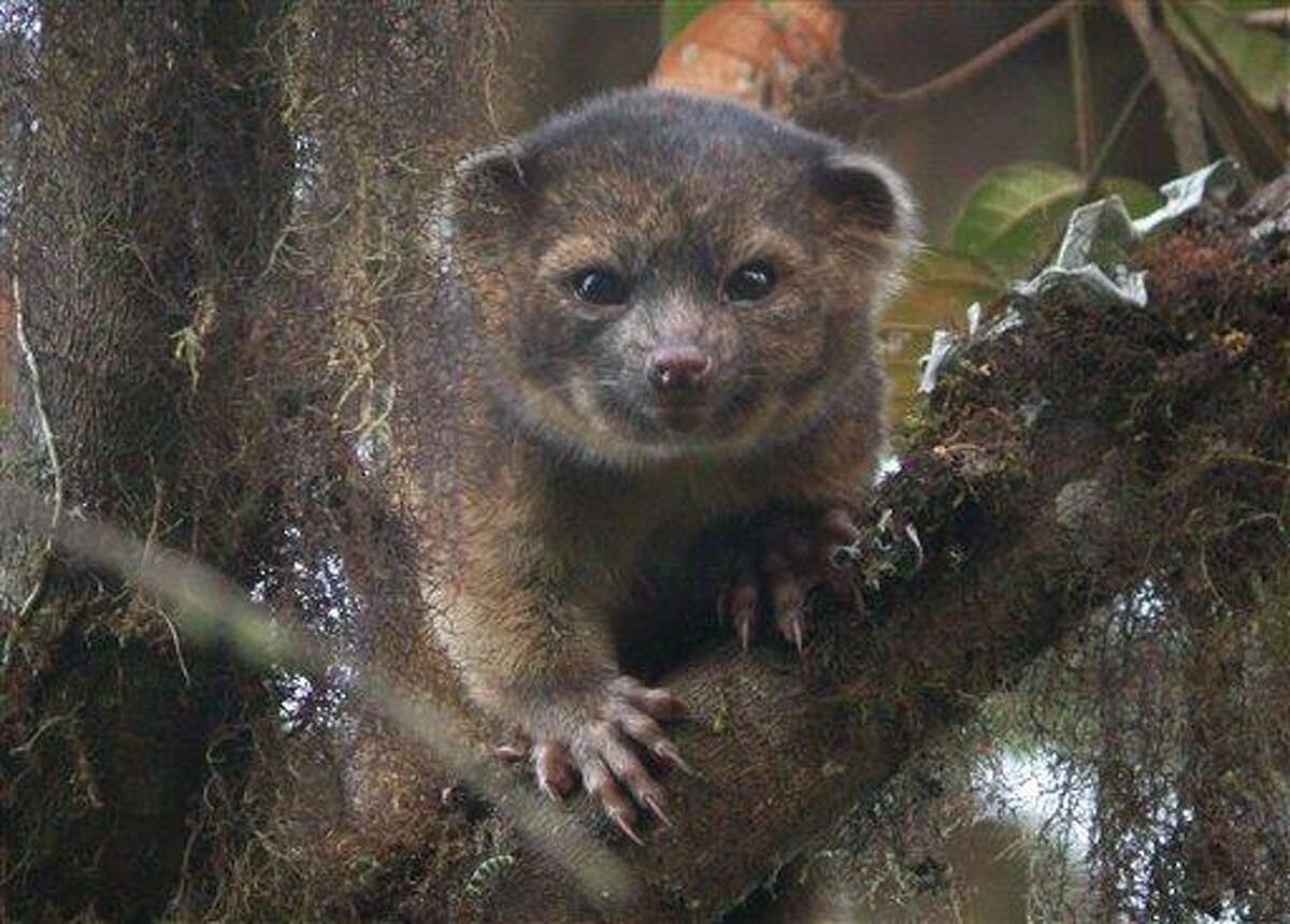 This undated handout photo provided by Mark Gurney shows a olinguito. Imagine a raccoon with a teddy bear face that is so cute it's hard to resist, let alone overlook. But somehow science did _ until now. Researchers Thursday announced a rare discovery of a new species of a mammal that belongs to the grouping of large creatures that include dogs, cats and bears: the olinguito. The raccoon-sized critters leap through the trees of the cloud forests of Ecuador and Colombia at night, according to a Smithsonian researcher who has spent the past decade tracking them. (AP Photo/Mark Gurney)
