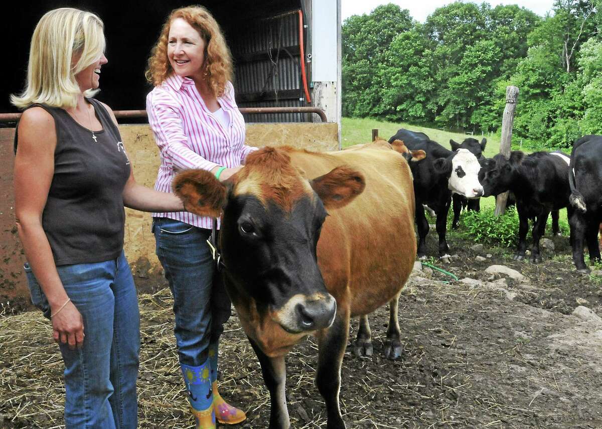 Dana Assard and U.S. Rep. Elizabeth Esty with one of the milking cows Percy Thompson Meadows in Bethlehem Friday.