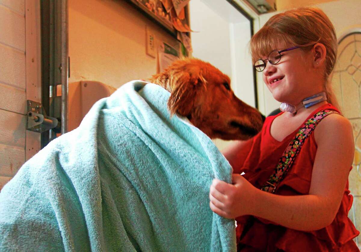 Olivia Bowen, 9, grooms an 11-month-old lab named Gael Wednesday at the Educated Canines Assisting with Disabilities’ Laura J Niles Breeding and Volunteer Center in Winsted. Bowen was granted a wish through the Make-A-Wish Foundation and wanted to visit the center where her service dog was trained.