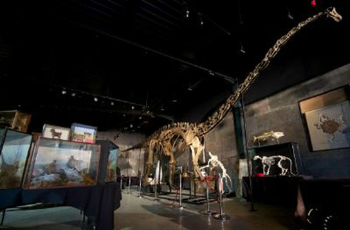 In this file photo taken on Nov. 19, 2013, the skeleton of a diplodocus longus, one of the most iconic dinosaurs and one of the largest animals to have walked on earth, is displayed at Summers Place Auctions in West Sussex, England .