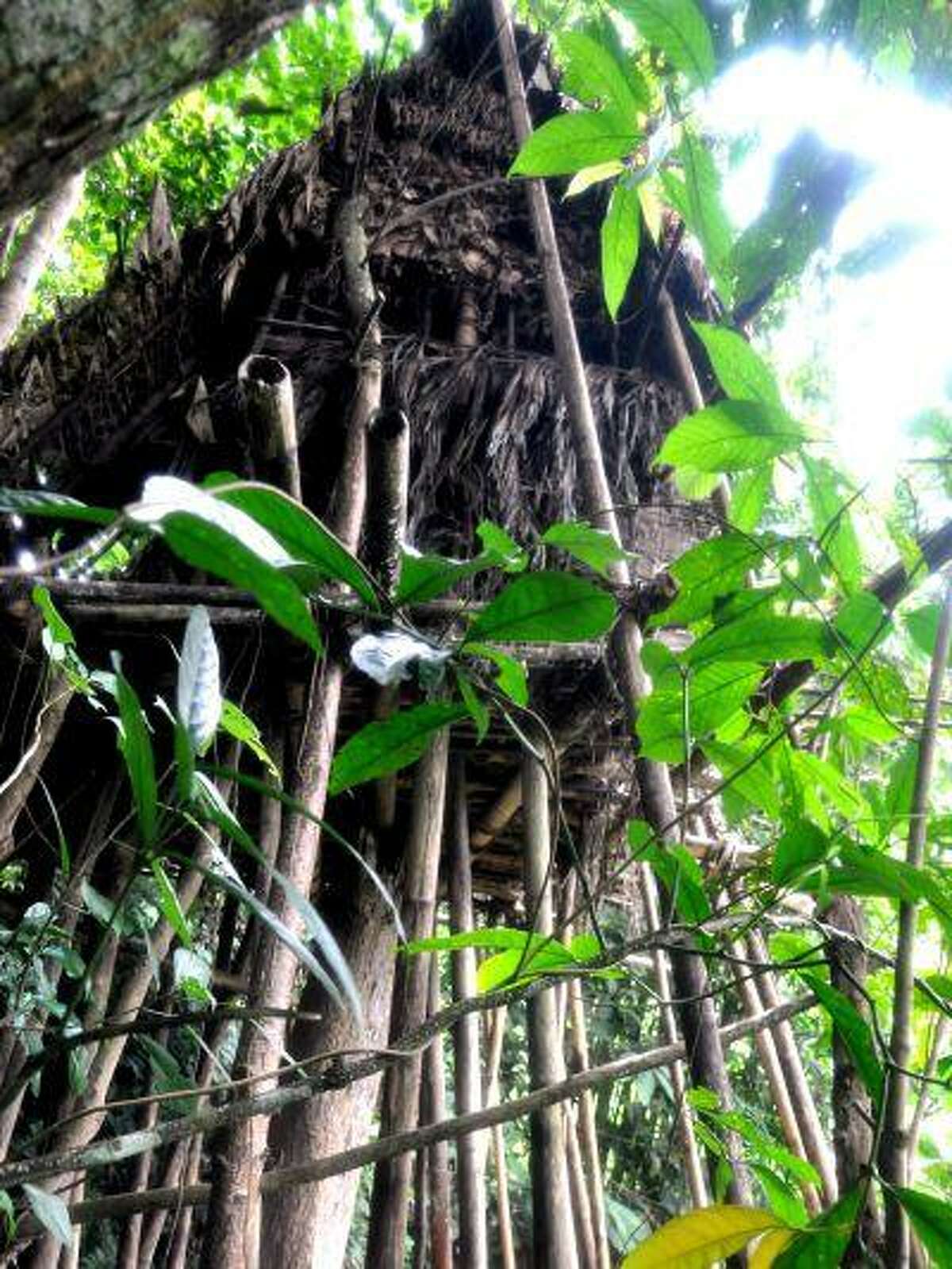 This picture taken on August 7, 2013 shows a hut built in a tree, five metres (16 feet) from the forest floor, where father Ho Van Thanh, 82, and his son Ho Van Lang, 42 lived deep in the jungle in the Tay Tra district of the central Vietnamese province of Quang Ngai.