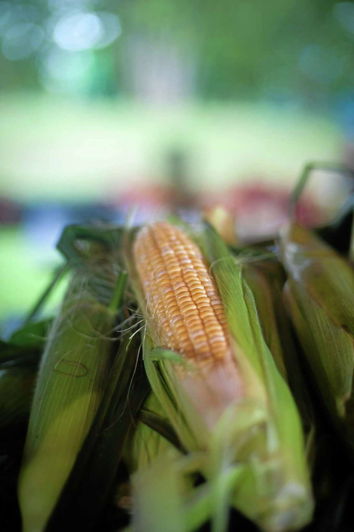Sweet corn comes but once a year, so be sure to pick up a dozen or two ears for the dinner table while it is available. From farmer's markets to roadside stands, sweet corn is currently in season as a local harvest.