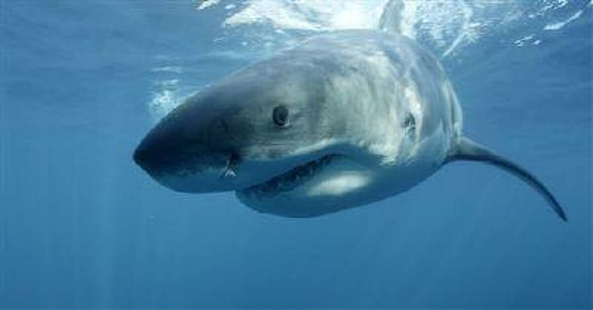 In this undated file publicity image provided by Discovery Channel, a great white shark swims near Guadalupe Island off the coast of Mexico. The Discovery network special "Megalodon: The Monster Shark Lives," opened Discovery's annual "Shark Week" on Sunday, Aug. 4, 2013. With an estimated 4.8 million viewers, it had the largest audience of any show in the 26 years that Discovery has made "Shark Week" a part of its summer programming, the Nielsen company said.