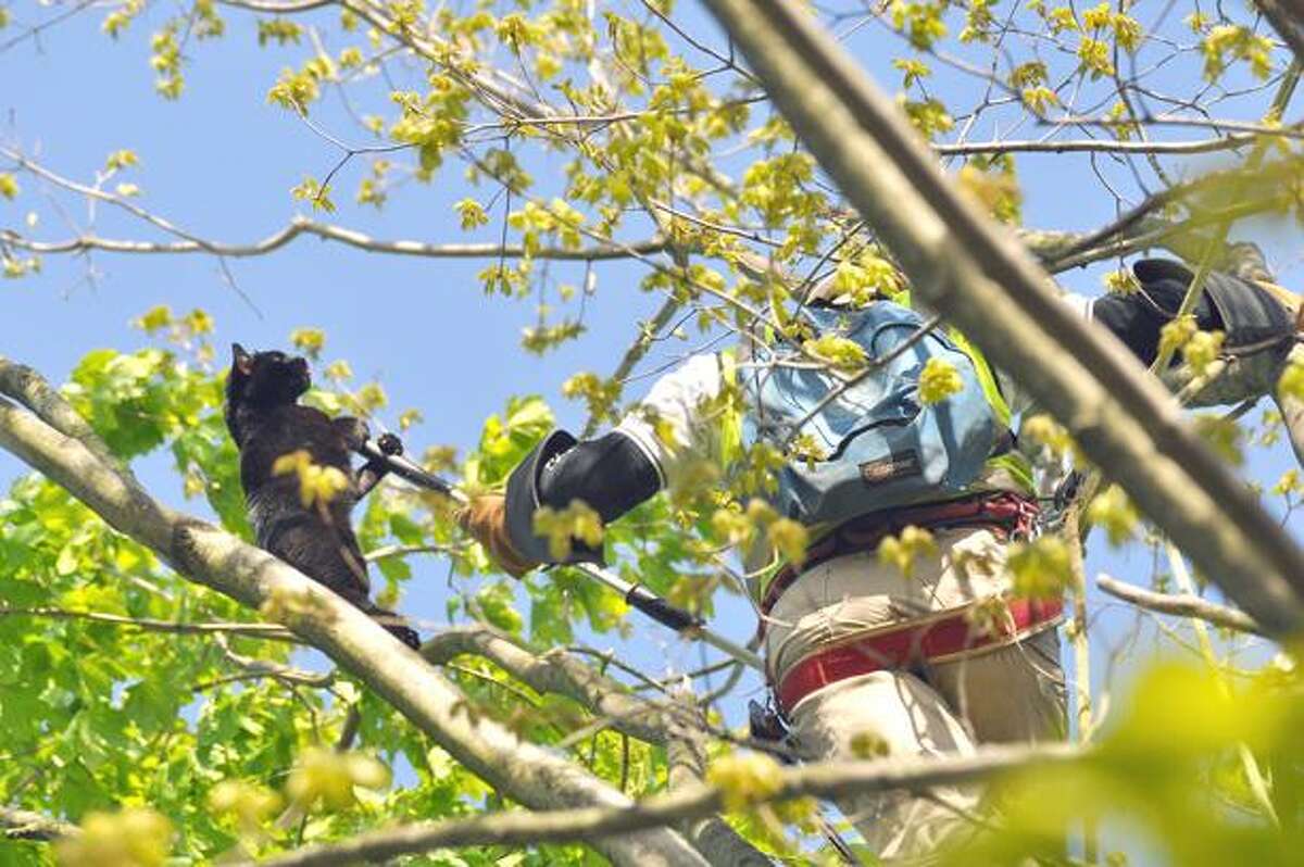 David Waugh successfully snares a cat stuck more than two days near the top of a tree on High Street. Waugh, owner of DPM Tree Service in Torrington, said he does about 100 animals rescues a year. Both Waugh and the cat made it down just fine. (RICK THOMASON / Register Citizen)